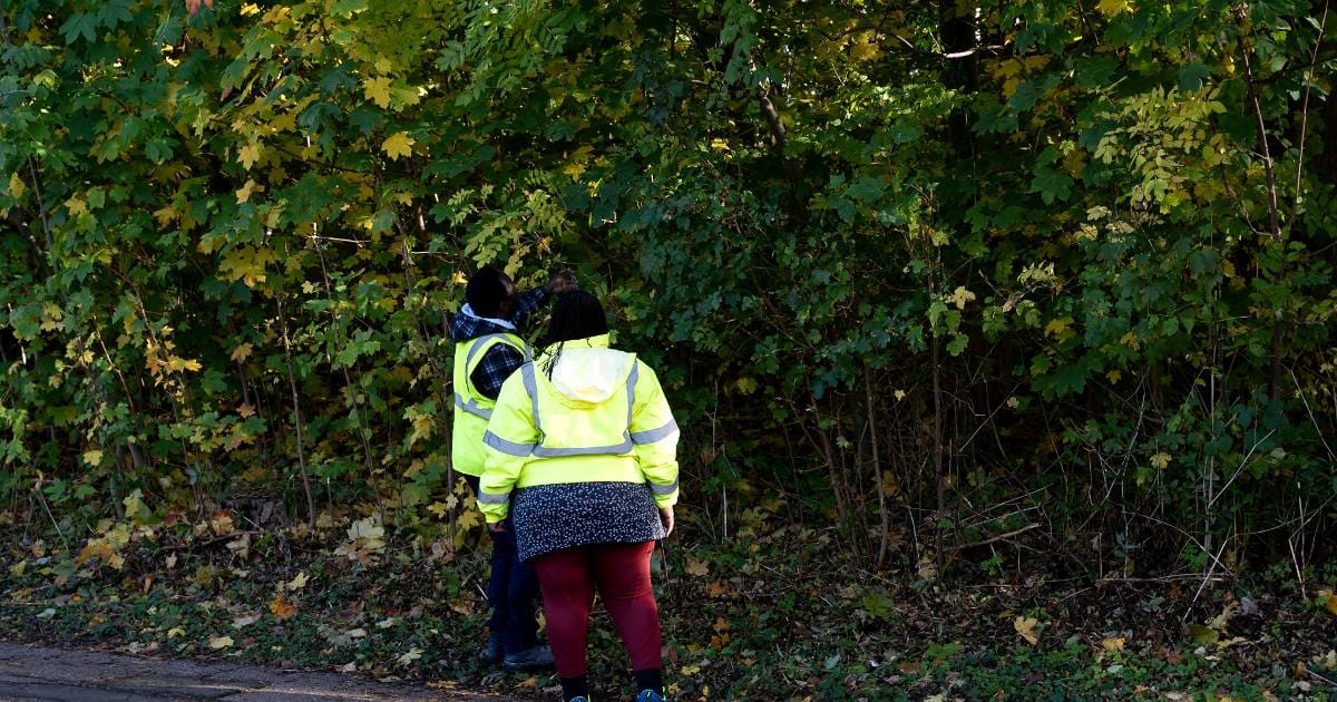 Trees subsidence structural engineer survey