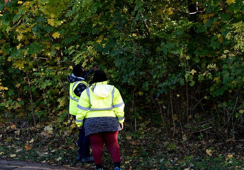 Trees subsidence structural engineer survey
